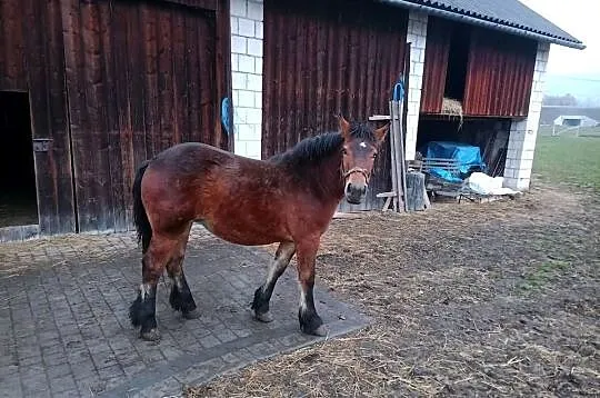 Klacz 10miesieczna