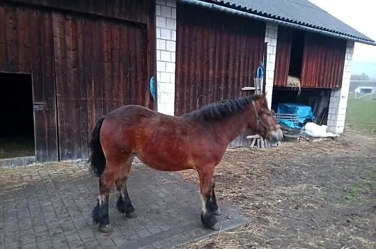 Klacz 10miesieczna, Małopolskie, Limanowa