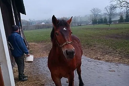 Klacz 10miesieczna, Małopolskie, Limanowa