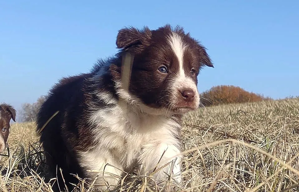 Border Collie - śliczna suczka z hodowli, komplet dok., Podkarpackie, Iwonicz