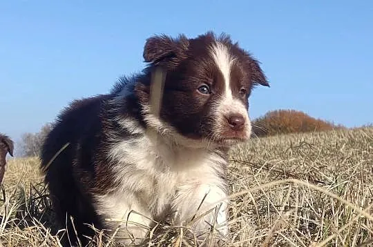 Border Collie - śliczna suczka z hodowli, komplet dok., Podkarpackie, Iwonicz