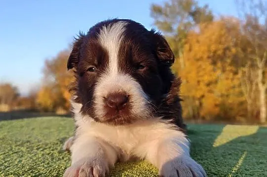 Border Collie - śliczna suczka z hodowli, komplet dok., Podkarpackie, Iwonicz