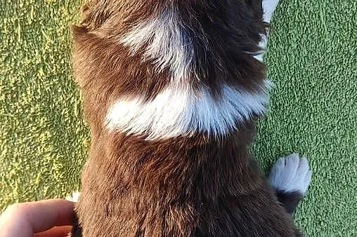 Border Collie - śliczna suczka z hodowli, komplet dok., Podkarpackie, Iwonicz