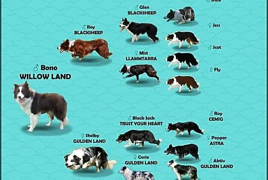 Border Collie - śliczna suczka z hodowli, komplet dok., Podkarpackie, Iwonicz