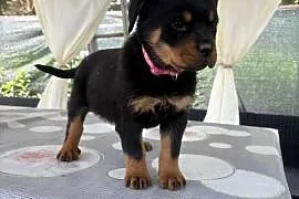 Szczeniaki rottweiler