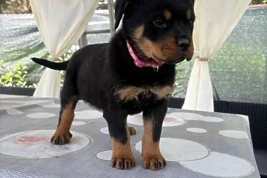 Szczeniaki rottweiler