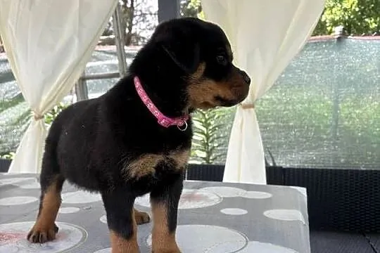 Szczeniaki rottweiler, Dolnośląskie, Zgorzelec