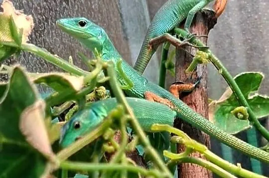 Gastropholis prasina jaszczurki