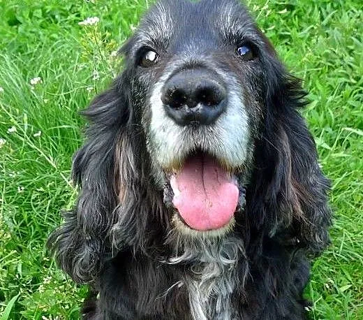 PLUTO-spanielkowy, nieco starszy psiak szuka pilni