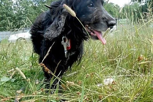 PLUTO-spanielkowy, nieco starszy psiak szuka pilni