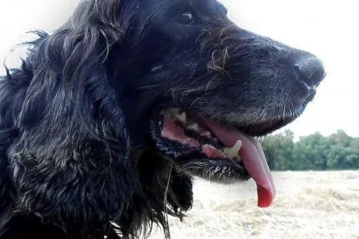 PLUTO-spanielkowy, nieco starszy psiak szuka pilni