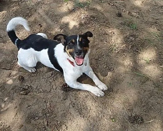 Majlo - piesek w typie Jack Russell teriera szuka