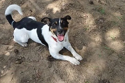 Majlo - piesek w typie Jack Russell teriera szuka 