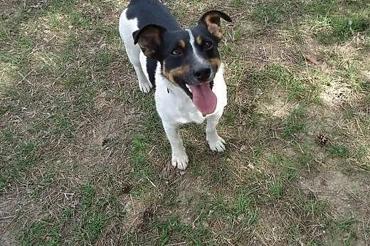 Majlo - piesek w typie Jack Russell teriera szuka 
