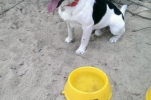 Majlo - piesek w typie Jack Russell teriera szuka 