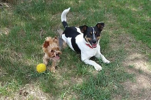 Majlo - piesek w typie Jack Russell teriera szuka 