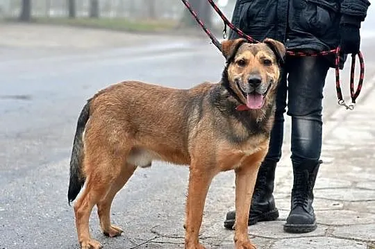Tiger - przyjazny dla ludzi, pogodny pies szuka do
