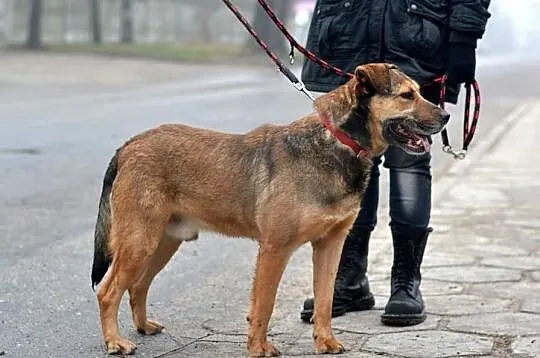 Tiger - przyjazny dla ludzi, pogodny pies szuka do