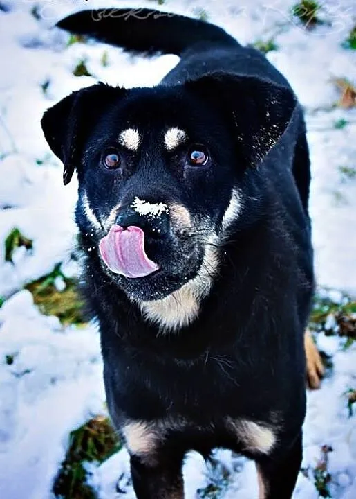 Johny piękny młody psiak marzy o kochającym domku