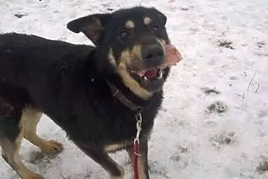 Johny piękny młody psiak marzy o kochającym domku 