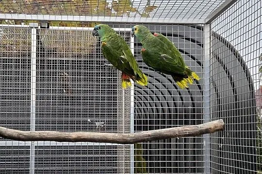 Amazonki niebieskoczelne, Wielkopolskie, Rakoniewice