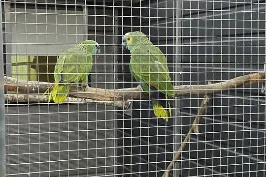 Amazonki niebieskoczelne, Wielkopolskie, Rakoniewice