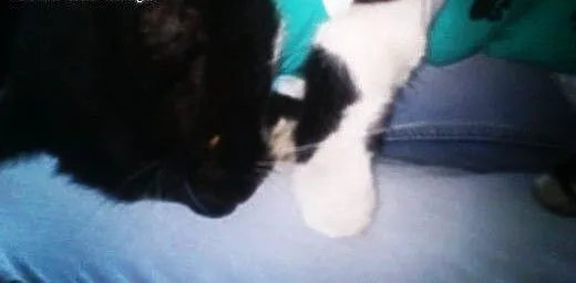 Puma mamy 3 dni pilny dt lub ds potem ulica , Kot