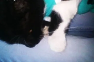 puma mamy 3 dni pilny dt lub ds potem ulica , Koty pospolite cała Polska