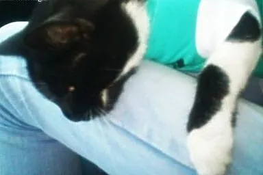 Puma mamy 3 dni pilny dt lub ds potem ulica ,  Kot
