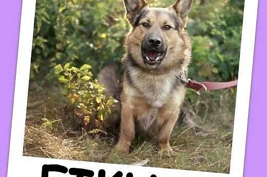 1 rok, 14 kg,wilczurek na krótkich łapkach,radosny