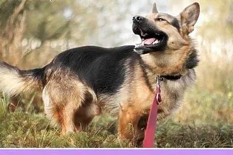 1 rok, 14 kg,wilczurek na krótkich łapkach,radosny