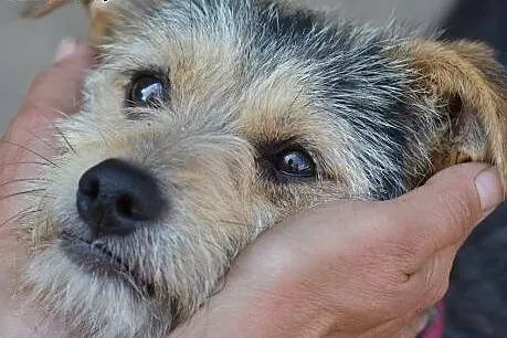 DOLAR młodziutki psiak w typie teriera,  małopolsk