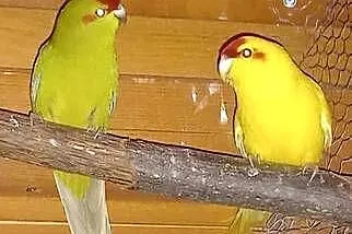 Modrolotka kozia