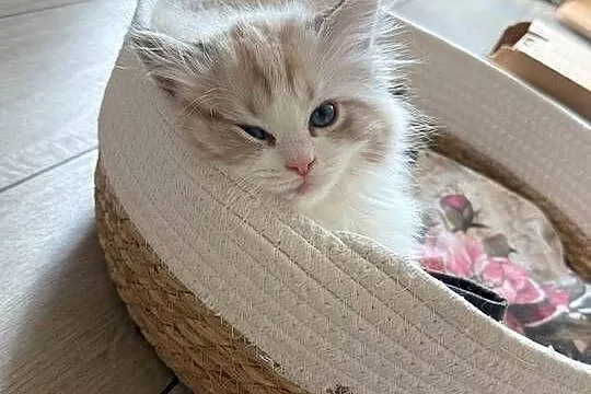 Ragdoll Elrond - Hodowla Lazurowe Łapki*PL
