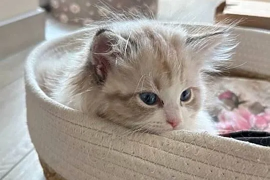 Ragdoll Elrond - Hodowla Lazurowe Łapki*PL, Śląskie, Lubliniec