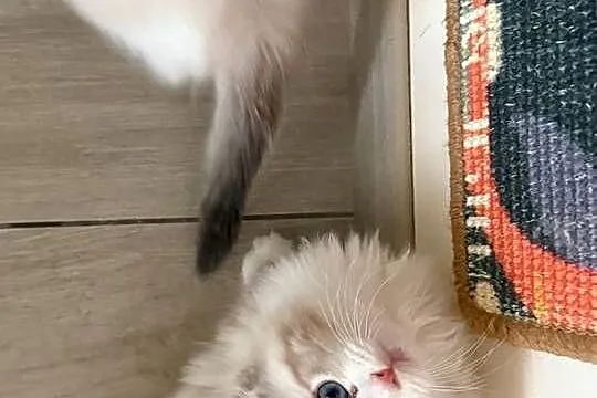 Ragdoll Elrond - Hodowla Lazurowe Łapki*PL, Śląskie, Lubliniec
