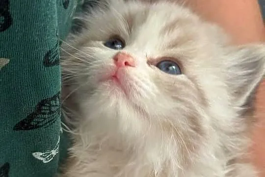 Ragdoll Elrond - Hodowla Lazurowe Łapki*PL, Śląskie, Lubliniec