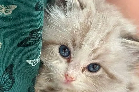 Ragdoll Elrond - Hodowla Lazurowe Łapki*PL, Śląskie, Lubliniec