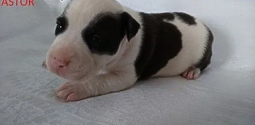 Mocne szczeniaki Amstaff, opolskie Brzeg