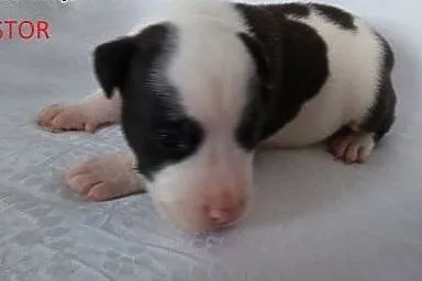 Mocne szczeniaki Amstaff,  opolskie Brzeg