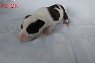 Mocne szczeniaki Amstaff,  opolskie Brzeg