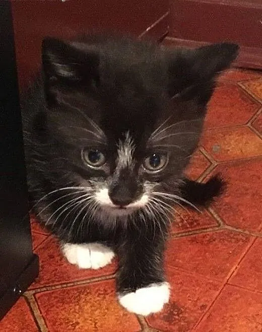 Pingwinek, 1,5 miesięczny kocurek do adopcji, maz