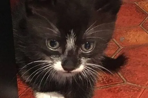 Pingwinek, 1,5 miesięczny kocurek do adopcji,  maz