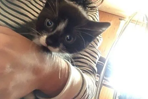 Pingwinek, 1,5 miesięczny kocurek do adopcji,  maz