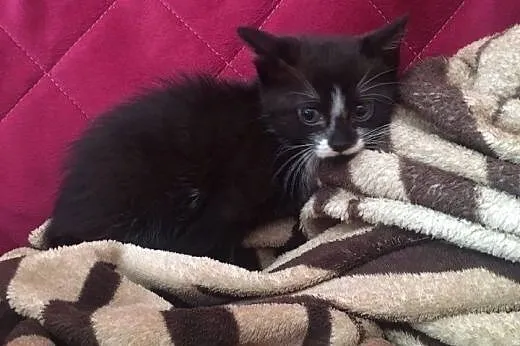 Pingwinek, 1,5 miesięczny kocurek do adopcji,  maz