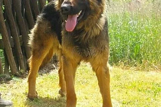 Owczarek niemiecki, mlody do adopcji.,  lubuskie G