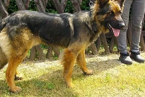 Owczarek niemiecki, mlody do adopcji.,  lubuskie G