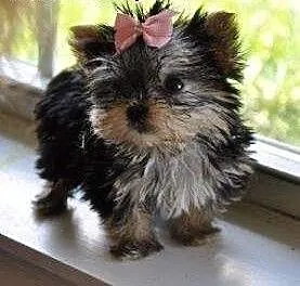 'Yorkie Szczenieta zadarmo ', mazowieckie Warszaw