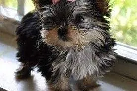 'Yorkie Szczenieta zadarmo ', mazowieckie Warszawa