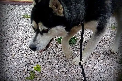 AGAT-alaskan malamut,adopcja!!, świętokrzyskie Kielce